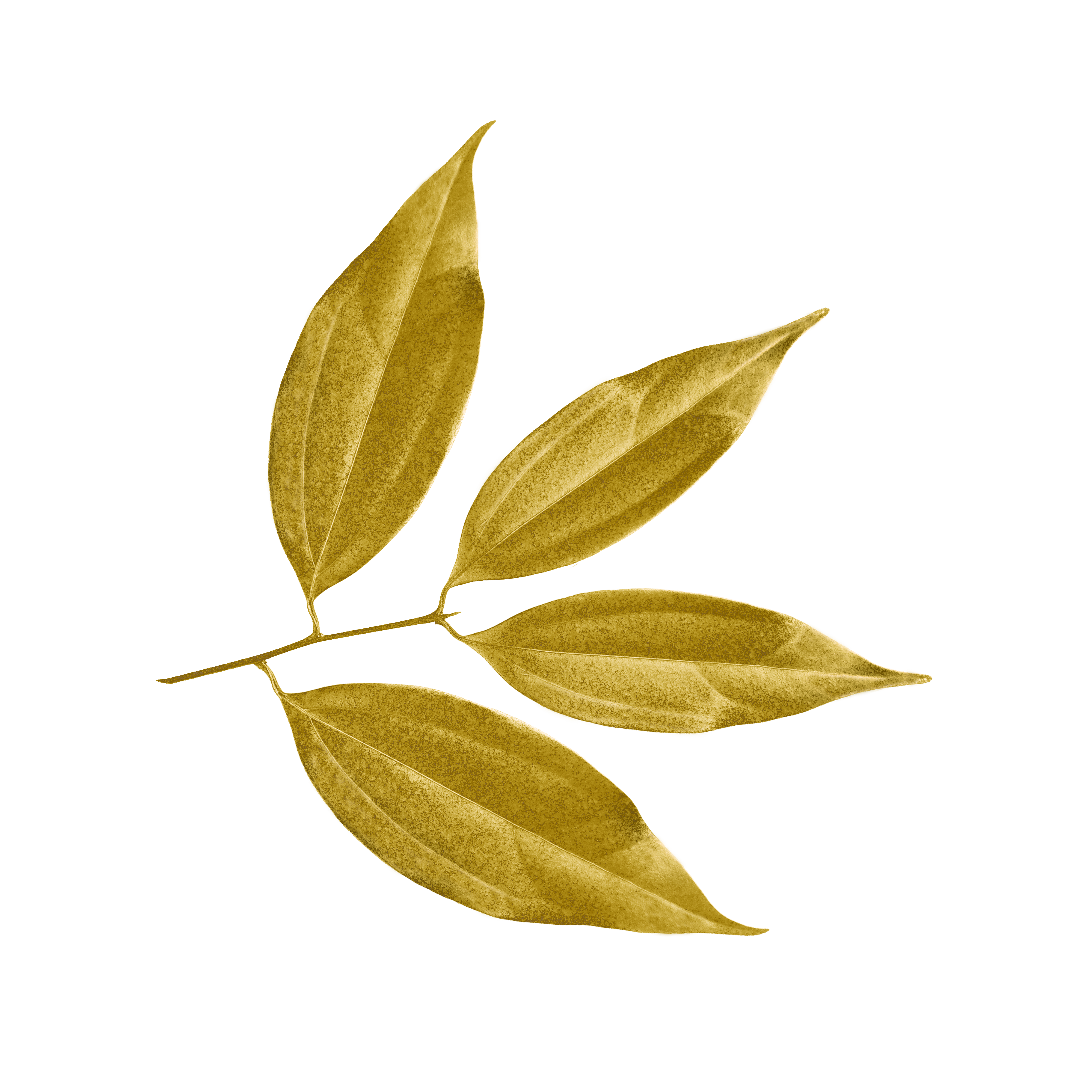 Feuille décorative